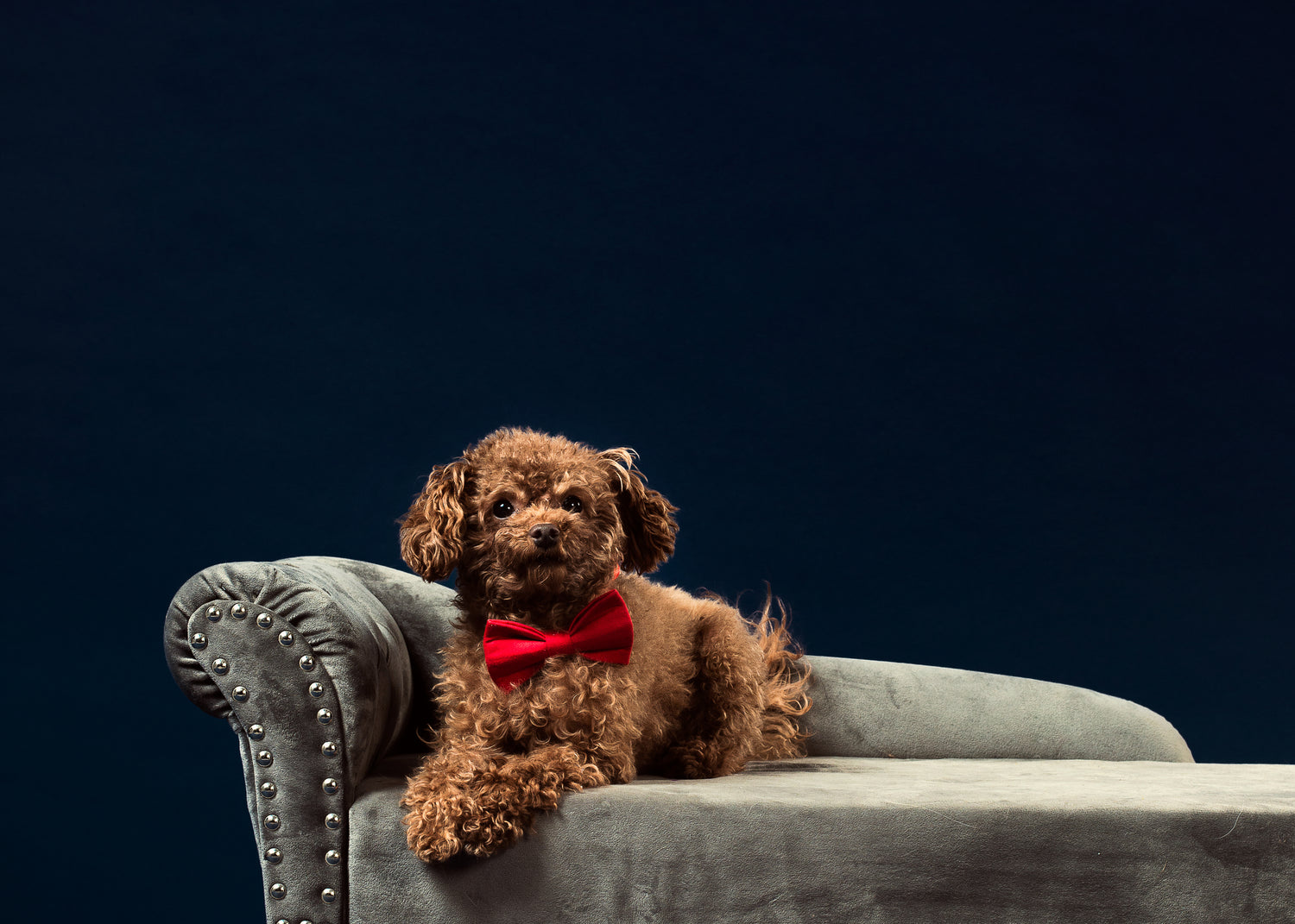 a-curly-brown-haired-dog-in-a-red-bow-tie - Simply Conveniently