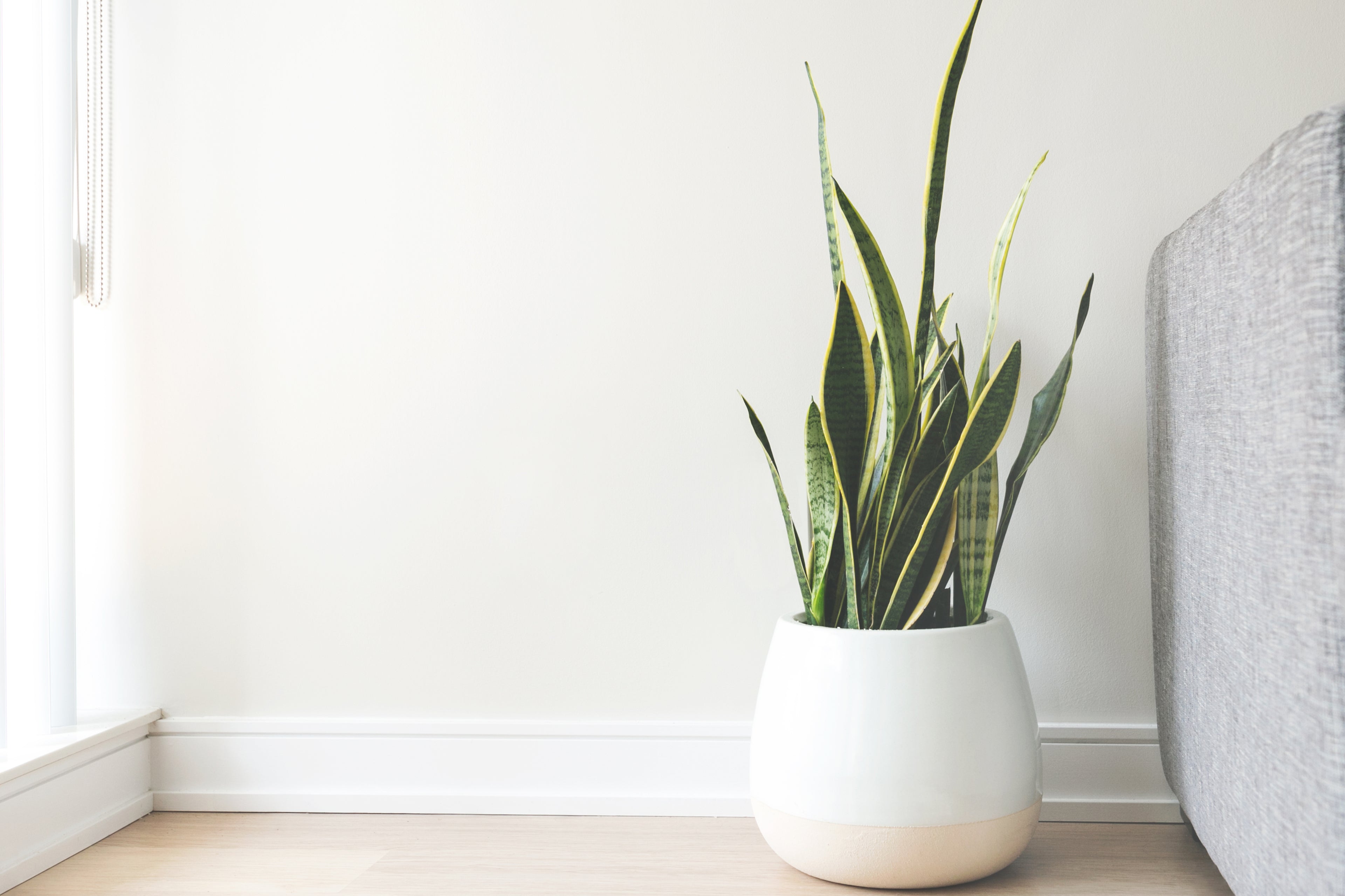 house-plant-in-white-pot - Simply Conveniently